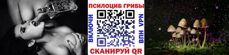 где купить   Мариинский Посад  Псилоцибиновые грибы Psilocybe 